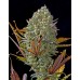 Pineapple Express Auto - FastBuds